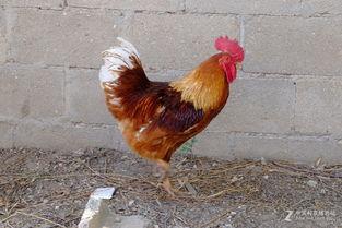 丹东溜达鸡爆料最新消息,揭秘事件背后惊人真相 第1张 丹东溜达鸡爆料最新消息,揭秘事件背后惊人真相 第1张